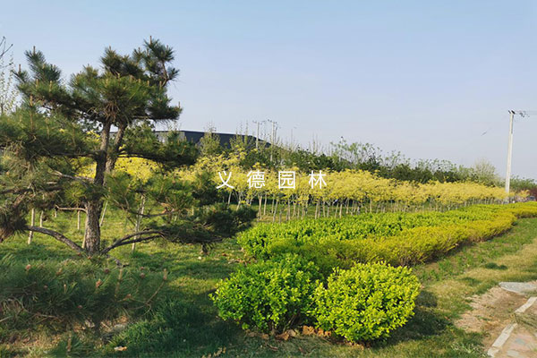 正定高新技術產業開發區邦秀路綠